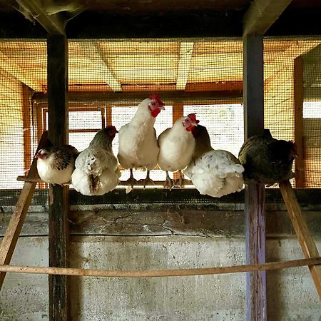 Agriturismo La Vecchia Chioderia Grandola ed Uniti Εξωτερικό φωτογραφία