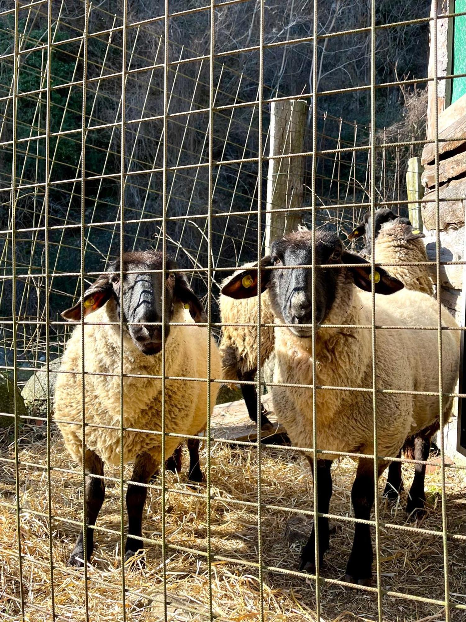 Agriturismo La Vecchia Chioderia Grandola ed Uniti Εξωτερικό φωτογραφία