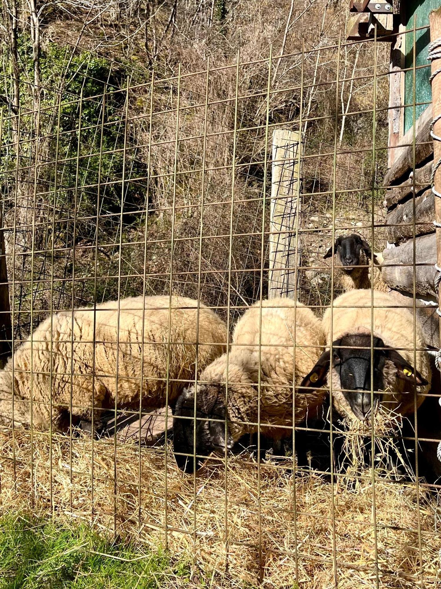 Agriturismo La Vecchia Chioderia Grandola ed Uniti Εξωτερικό φωτογραφία