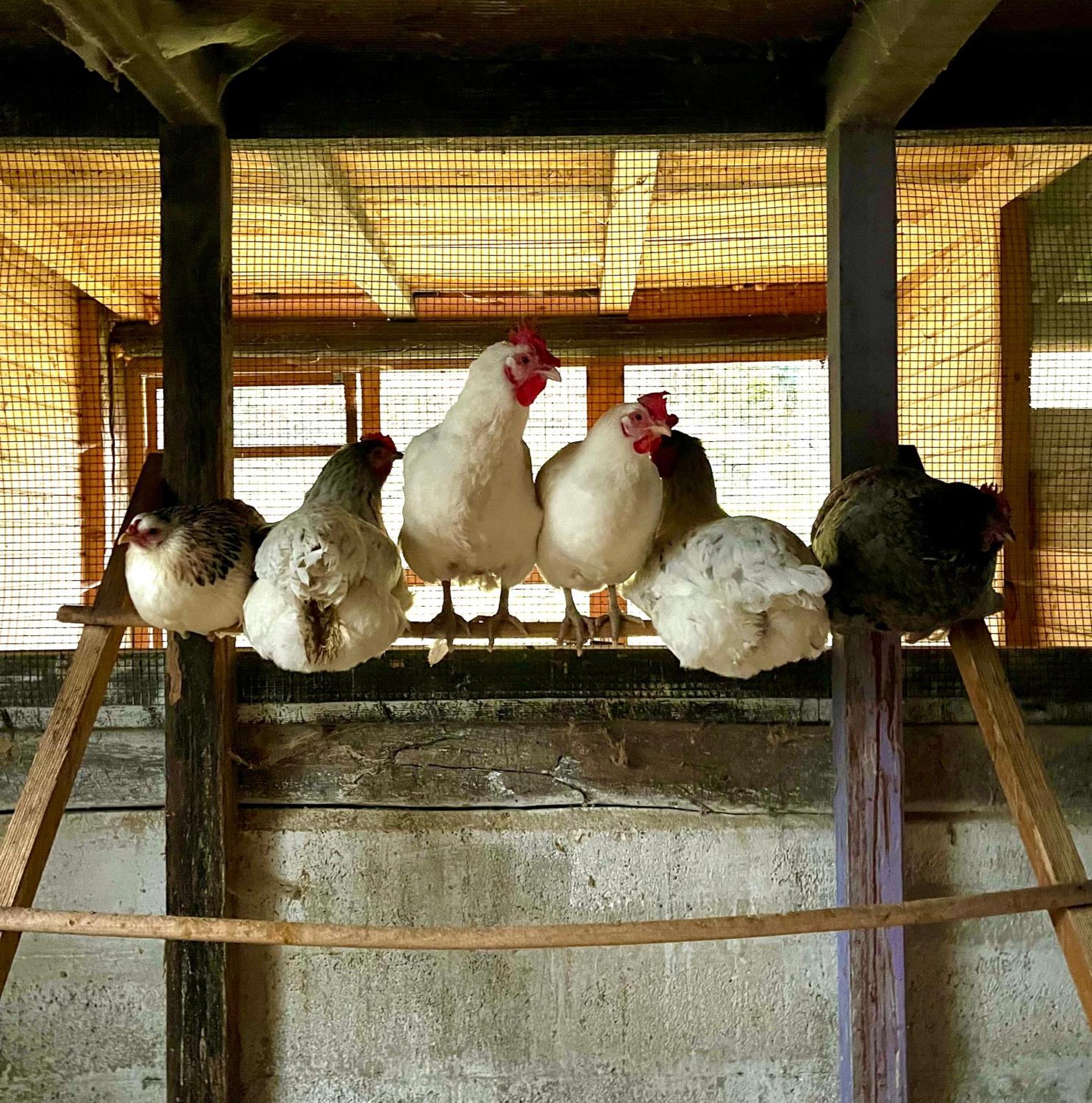 Agriturismo La Vecchia Chioderia Grandola ed Uniti Εξωτερικό φωτογραφία